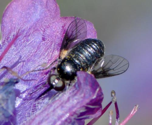 Usia sp.